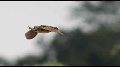 Bıldırcınkılavuzu