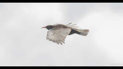 Kırmızıgagalı dağ kargası