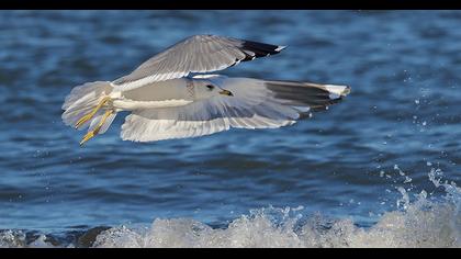 Küçük gümüş martı