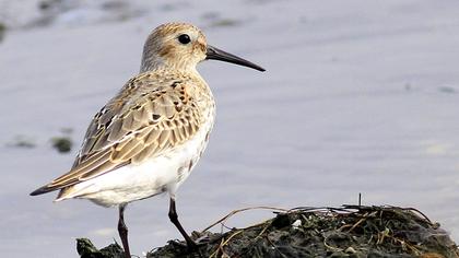 Karakarınlı kumkuşu