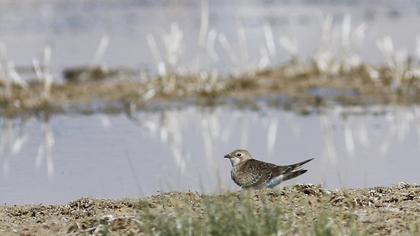 Bataklıkkırlangıcı