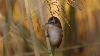 Bıyıklı kamışçın