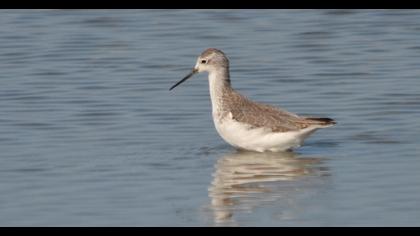 Bataklık düdükçünü