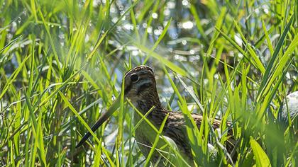 Küçük suçulluğu