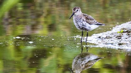Karakarınlı kumkuşu