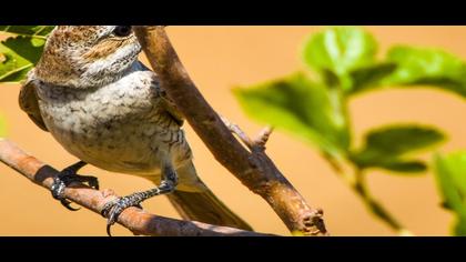 Kızılsırtlı örümcekkuşu