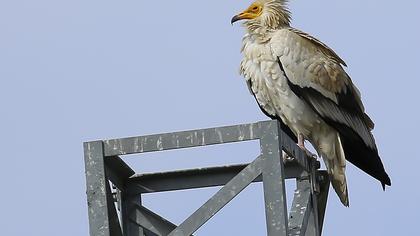 Egyptian Vulture