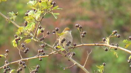 Karabaşlı ötleğen