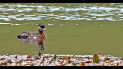 Kızılboyunlu batağan