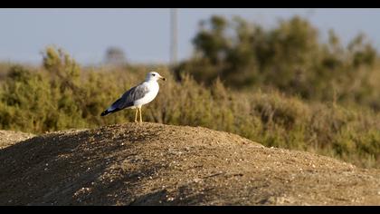 Van gölü martısı