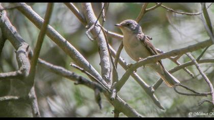 Bıyıklı ötleğen