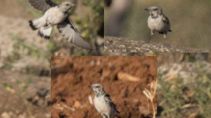 Aksırtlı kuyrukkakan