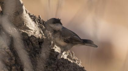 Akyanaklı baştankara
