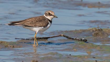 Halkalı küçük cılıbıt