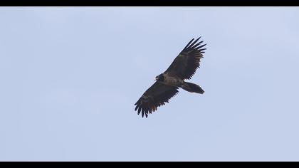 Bearded Vulture