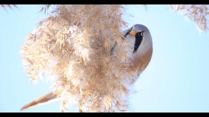 Bıyıklı baştankara