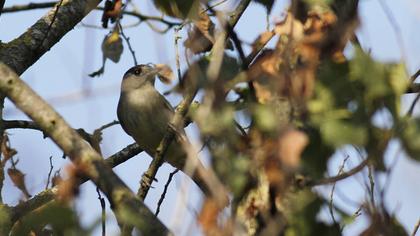 Karabaşlı ötleğen