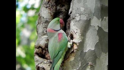 İskender papağanı