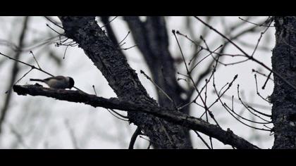 Kayın baştankarası