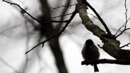 Kayın baştankarası