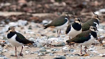 Northern Lapwing