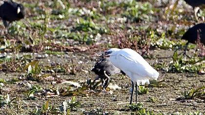 Küçük ak balıkçıl