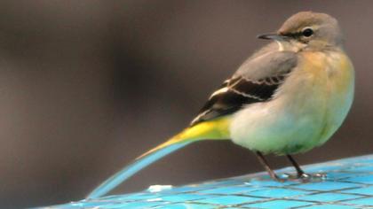 Dağ kuyruksallayanı