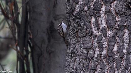 Short-toed Treecreeper