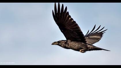 Northern Raven