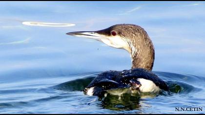 Karagerdanlı dalgıç