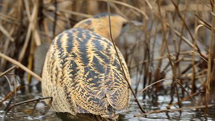Eurasian Bittern