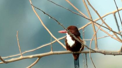 İzmir yalıçapkını