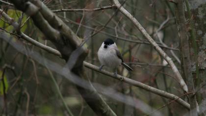 Kayın baştankarası