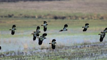 Northern Lapwing