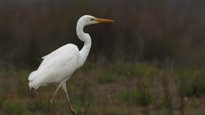 Büyük ak balıkçıl