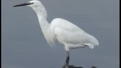 Küçük ak balıkçıl