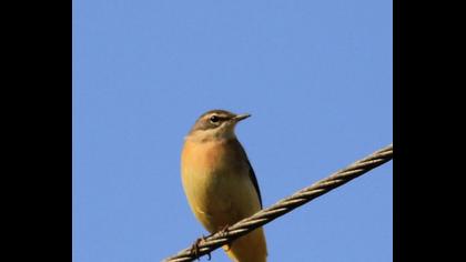 Dağ kuyruksallayanı
