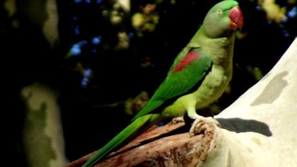 İskender papağanı