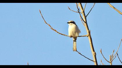 Büyük örümcekkuşu