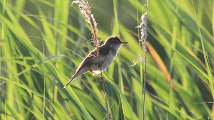 Büyük kamışçın