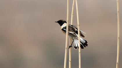 Siberian Stonechat