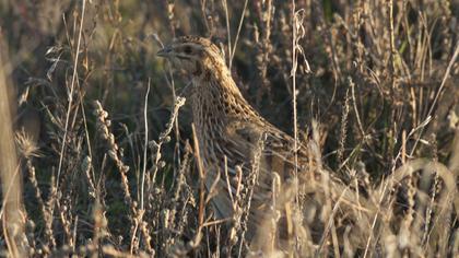 Common Quail