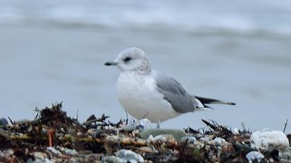Küçük gümüş martı