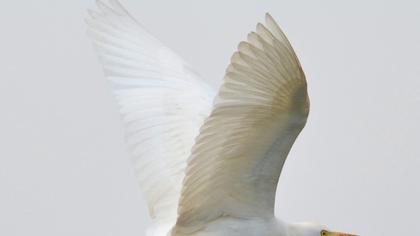 Sığır balıkçılı