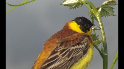 Karabaşlı kirazkuşu