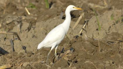Western Cattle Egret