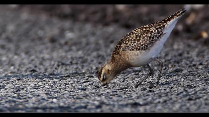 Küçük altın yağmurcun
