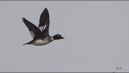Common Goldeneye