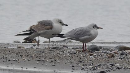 Küçük gümüş martı