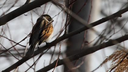 Common Reed Bunting